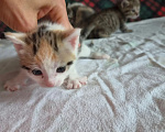 Кошки в Иркутске: Котята от американская гладкошерстная кошка Разнополые, 10 руб. - фото 3