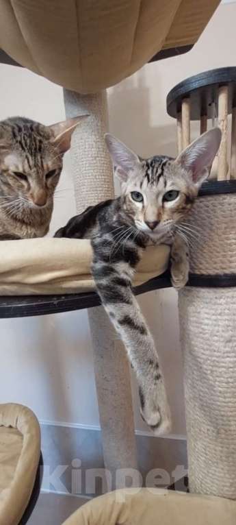 Кошки в Москве: Ориентальные котята Девочка, Бесплатно - фото 9