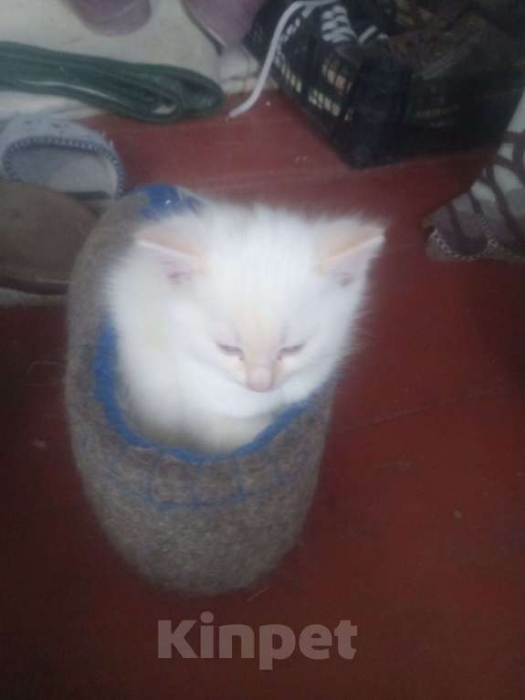 Кошки в других городах Московской области: Ищу дом Девочка, Бесплатно - фото 4