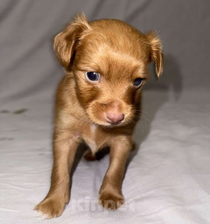 Собаки в Москве: Пражский крысарик, щенки  Мальчик, Бесплатно - фото 3