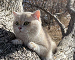 Кошки в Благовещенске: Британский котенок драгоценного окраса Мальчик, 50 000 руб. - фото 4