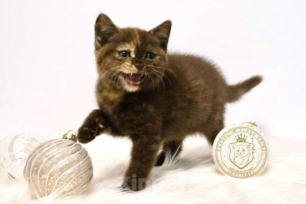 Кошки в Люберцах: Британский котенок Девочка, 50 000 руб. - фото 3