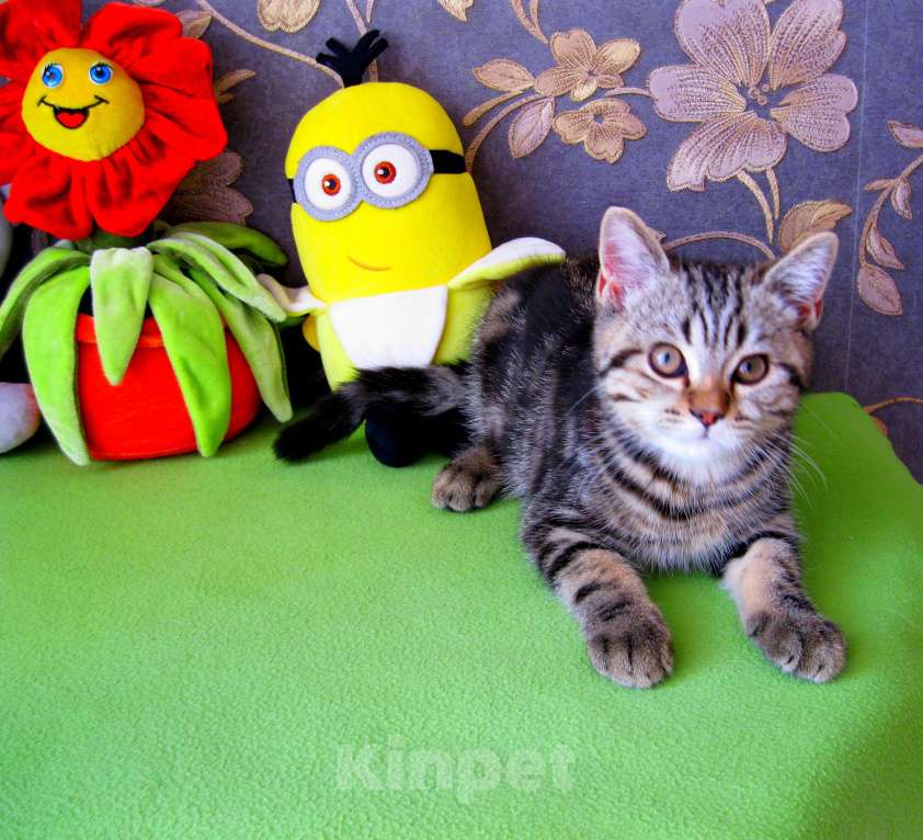 Кошки в Ставрополе: Шотландские котята Мальчик, 5 000 руб. - фото 2