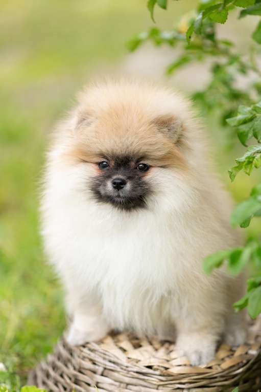 Собаки в Лобне: Девочка  Девочка, 45 000 руб. - фото 5