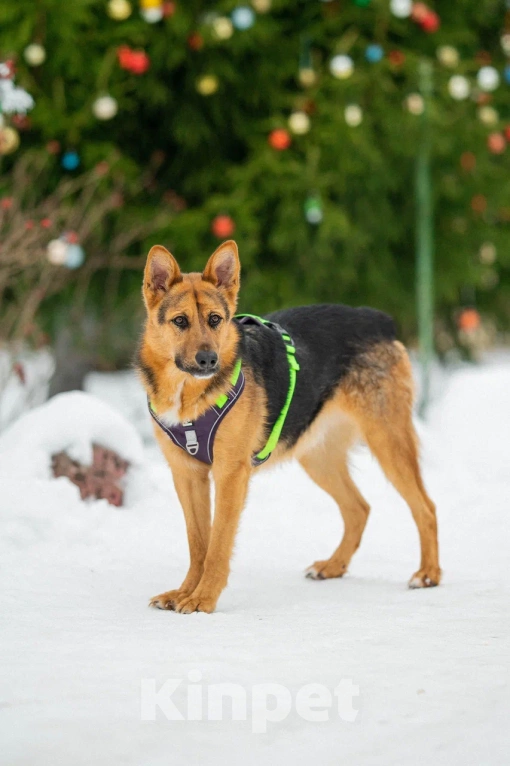 Собаки в Москве: Джой в поисках дома Мальчик, Бесплатно - фото 5