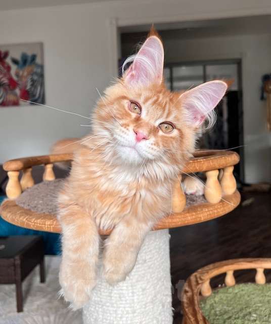 Кошки в Одинцово: Дэйв, рыжий котенок мейн кун Мальчик, 50 000 руб. - фото 3