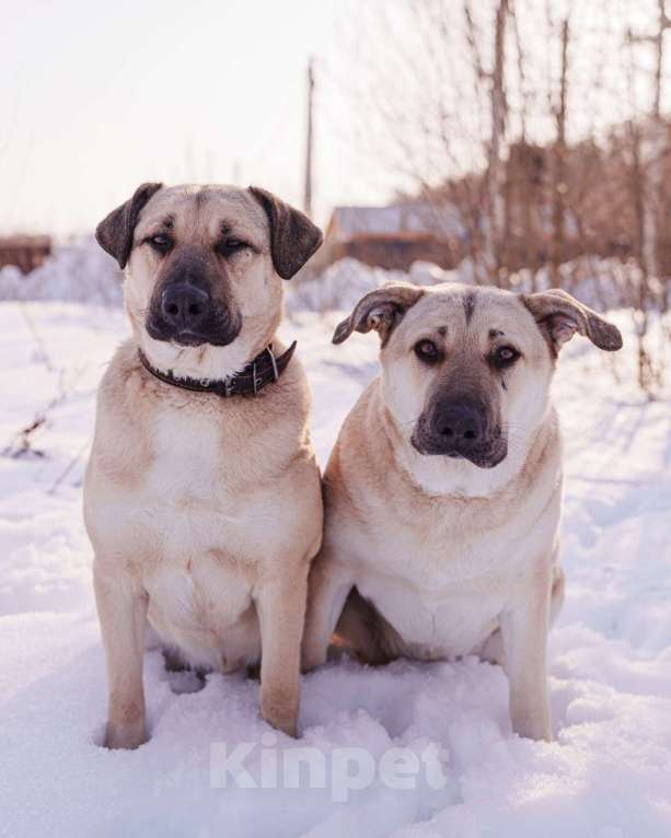 Собаки в других городах Московской области: Два веселых брата в поиске дома и любящих хозяев Мальчик, Бесплатно - фото 1