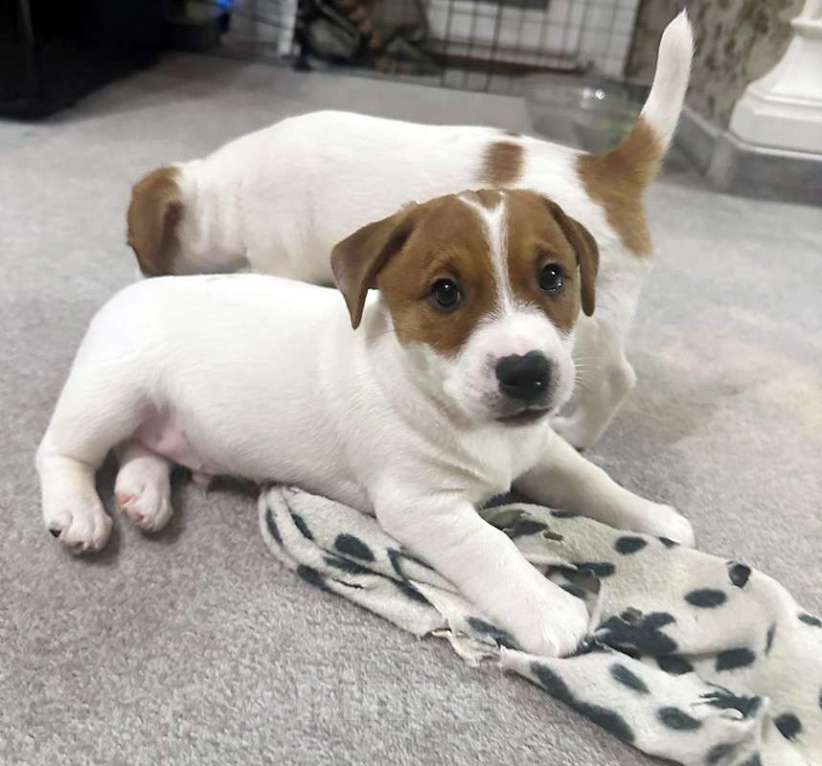 Собаки в других городах Московской области: Мальчик Джек Рассел терьера Мальчик, 55 000 руб. - фото 5