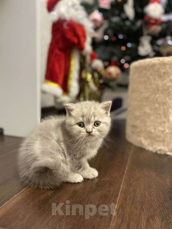 Кошки в Белгороде: Шотландская девочка Девочка, 10 000 руб. - фото 9