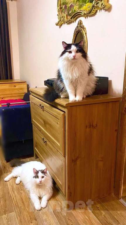 Кошки в Москве: Нежный пушистый красавец Рычардо Мальчик, Бесплатно - фото 3