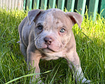Собаки в других городах Московской области: Девочка AMERICAN BULLY 🔥🔥🔥 Девочка, 120 000 руб. - фото 7