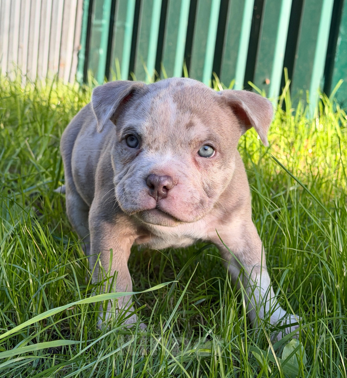 Собаки в других городах Московской области: Девочка AMERICAN BULLY 🔥🔥🔥 Девочка, 120 000 руб. - фото 7