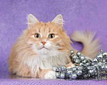 Кошки в Москве: Пушистый рыжий кот Ханни в добрые руки Мальчик, 1 руб. - фото 9