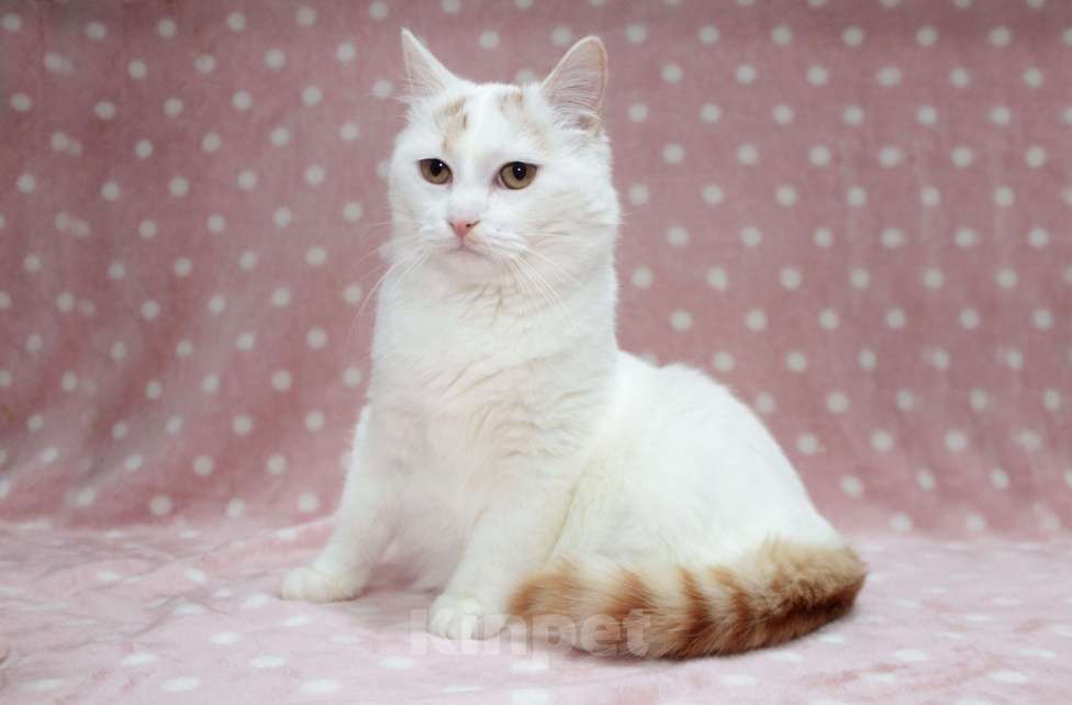 Кошки в Москве: Нежная Мия Девочка, Бесплатно - фото 7