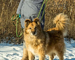 Собаки в Москве: В добрые руки  Мальчик, Бесплатно - фото 8
