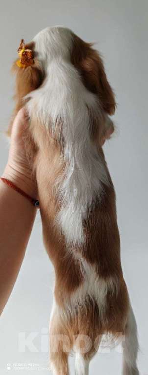 Собаки в других городах Московской области: Мальчик кавалер Кинг Чарльз спаниель Мальчик, 70 000 руб. - фото 6