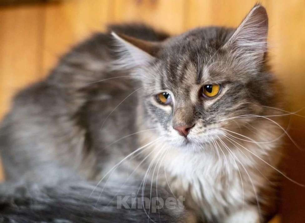 Кошки в Москве: Кошечка Сьюзи ищет любящую семью. Девочка, Бесплатно - фото 1