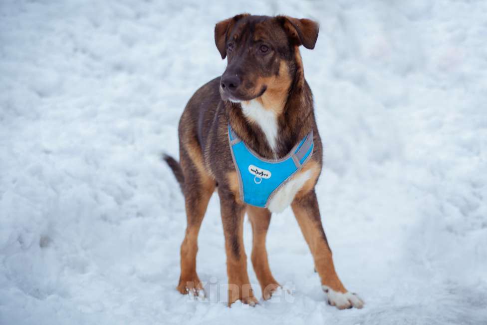 Собаки в Москве: щенок Боб в добрые руки Мальчик, Бесплатно - фото 1