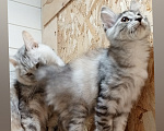 Кошки в Волгограде: Курильский бобтейл котенок Девочка, 40 000 руб. - фото 1