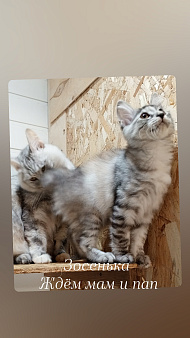 Курильский бобтейл котенок