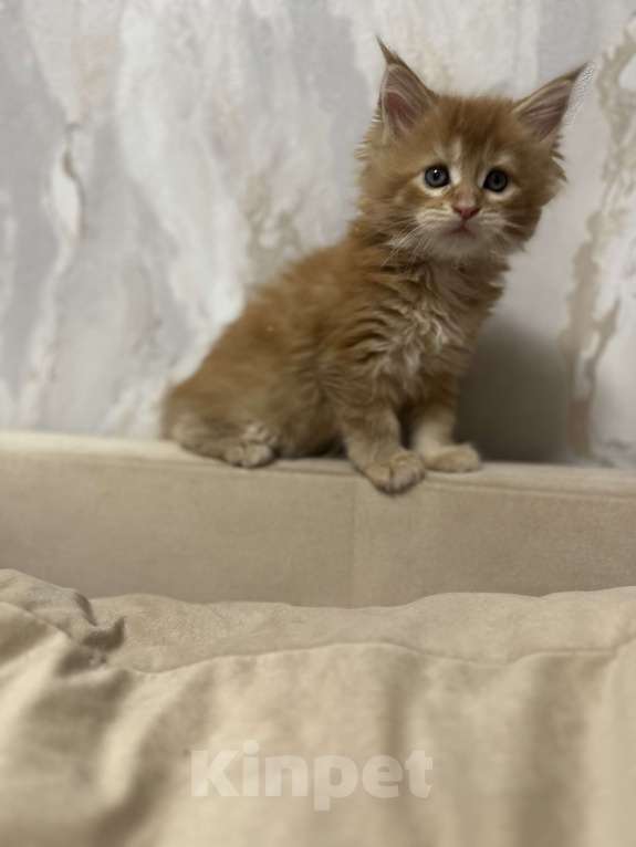 Кошки в Москве: Великолепная девочка мейн кун Девочка, Бесплатно - фото 2