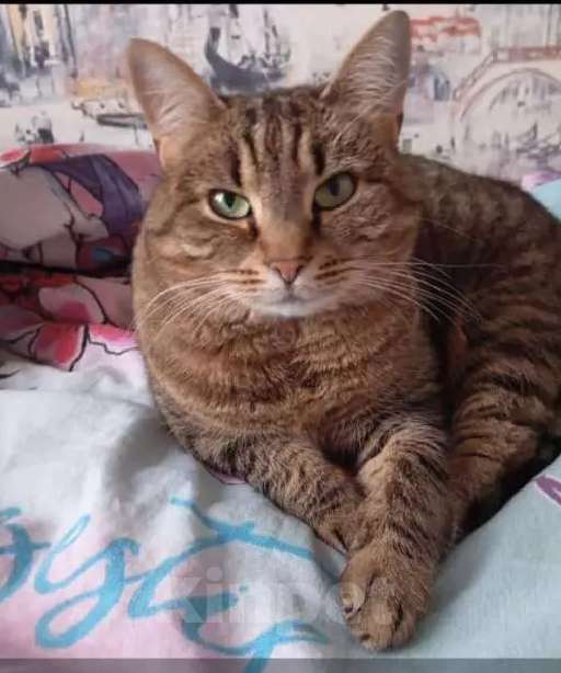 Кошки в Санкт-Петербурге: Отдам кошечку Девочка, Бесплатно - фото 2