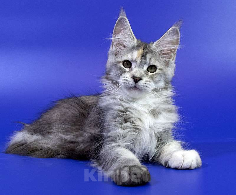 Кошки в Москве: Котенок мейн кун Девочка, Бесплатно - фото 4