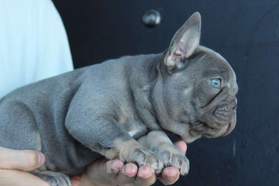 Собаки в Москве: Французский бульдог щенки Мальчик, 65 000 руб. - фото 3