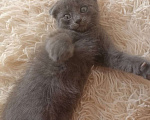 Кошки в Астрахани: Пропал котенок! Просьба вернуть за вознаграждение! Мальчик, 500 руб. - фото 1