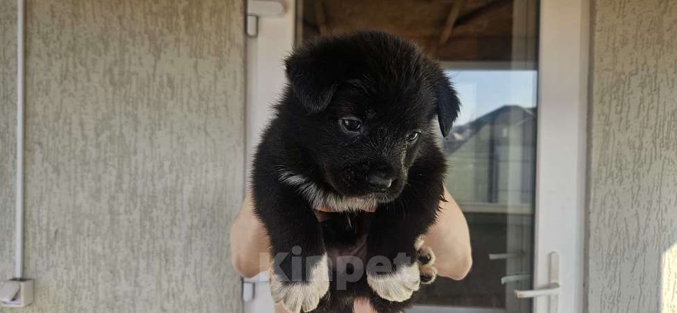 Собаки в Белгороде: Продажа щенков Девочка, 500 руб. - фото 3