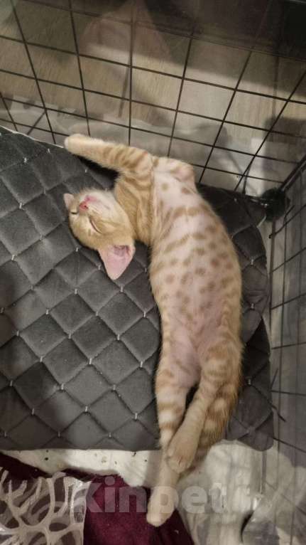 Кошки в Санкт-Петербурге: Котенок рыжий бежевый львенок 2 месяца Мальчик, Бесплатно - фото 10
