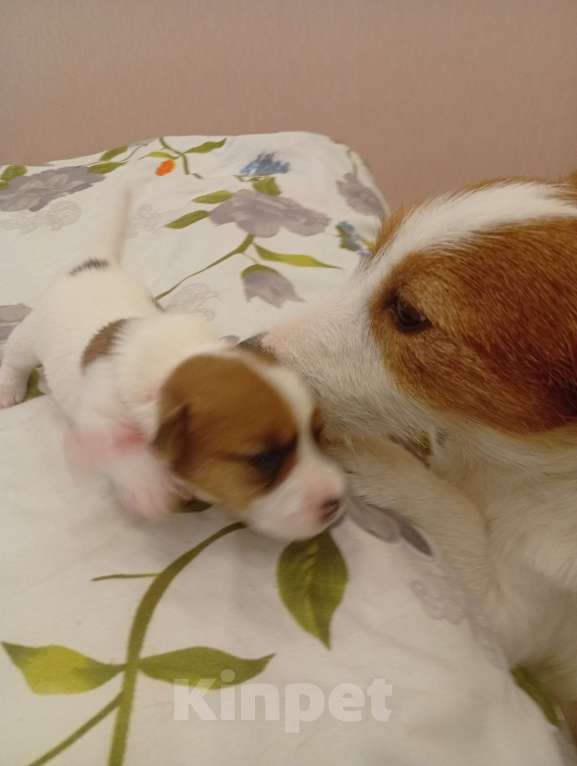 Собаки в Дмитрове: Девочка Девочка, 30 000 руб. - фото 2