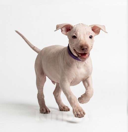 Собаки в Москве: Ксолоитцкуинтли/ксоло миниатюрный Мальчик, 50 000 руб. - фото 2