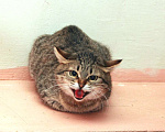 Кошки в Калуге: Специальное предложение! Кошка Редиска в добрые руки. Девочка, Бесплатно - фото 6
