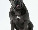 Собаки в Симферополе: Кобель Кане Корсо для вязки Мальчик, 1 000 руб. - фото 1