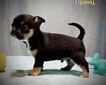 Собаки в Сарове: Щенки чихуахуа Мальчик, 35 000 руб. - фото 2