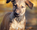 Собаки в Москве: Рыжий щенок Лексус в дар Мальчик, Бесплатно - фото 4