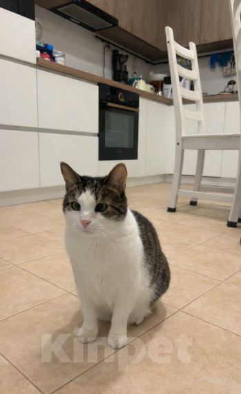 Кошки в Санкт-Петербурге: Руна Девочка, 10 руб. - фото 2