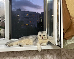 Кошки в Москве: Потерялся кот Мальчик, 5 000 руб. - фото 1