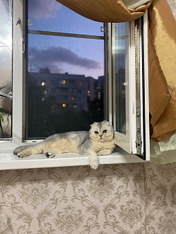 Потерялся кот