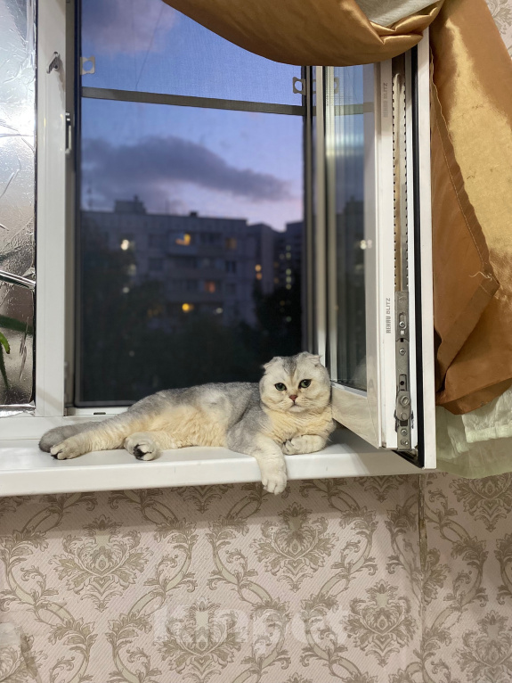 Кошки в Москве: Потерялся кот Мальчик, 5 000 руб. - фото 1