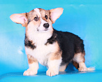 Собаки в Москве: вельш корги пемброк щенки Мальчик, 70 000 руб. - фото 8