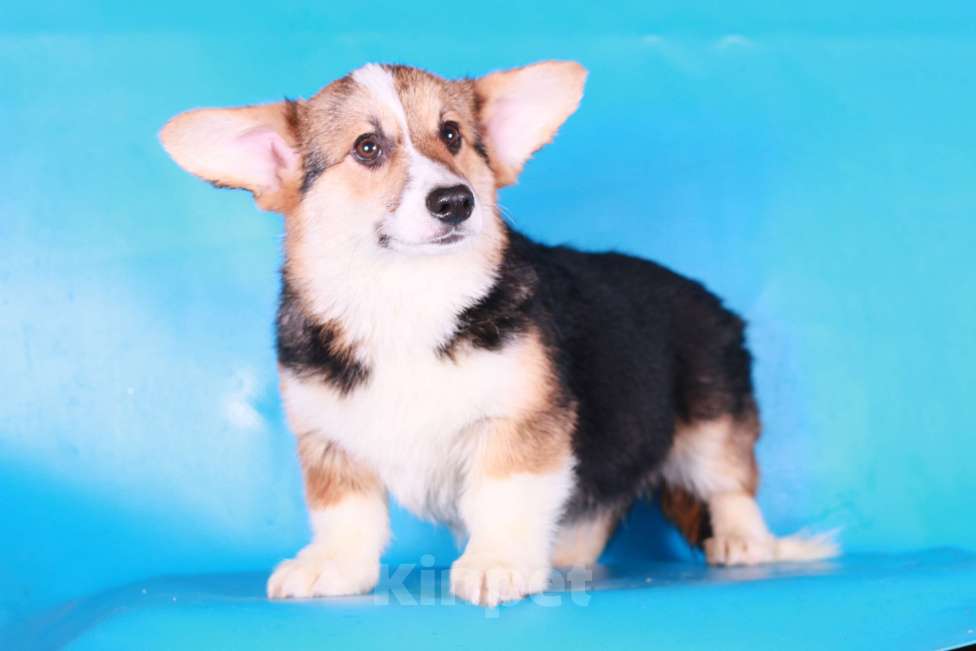 Собаки в Москве: вельш корги пемброк щенки Мальчик, 70 000 руб. - фото 8
