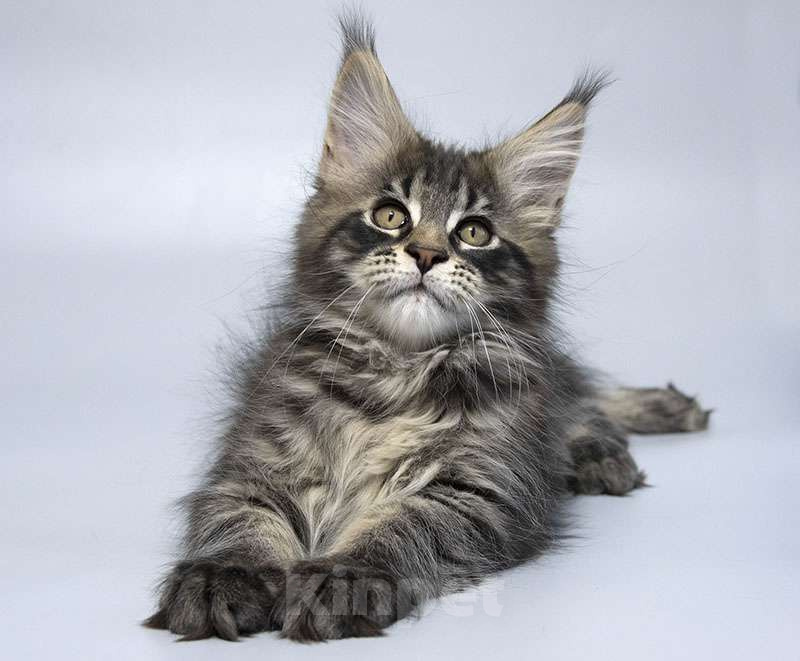 Кошки в Москве: Мейн кун котенок Мальчик, 70 000 руб. - фото 3