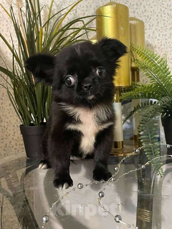 Собаки в Ростове-на-Дону: Девочки чишечки Девочка, 25 000 руб. - фото 4