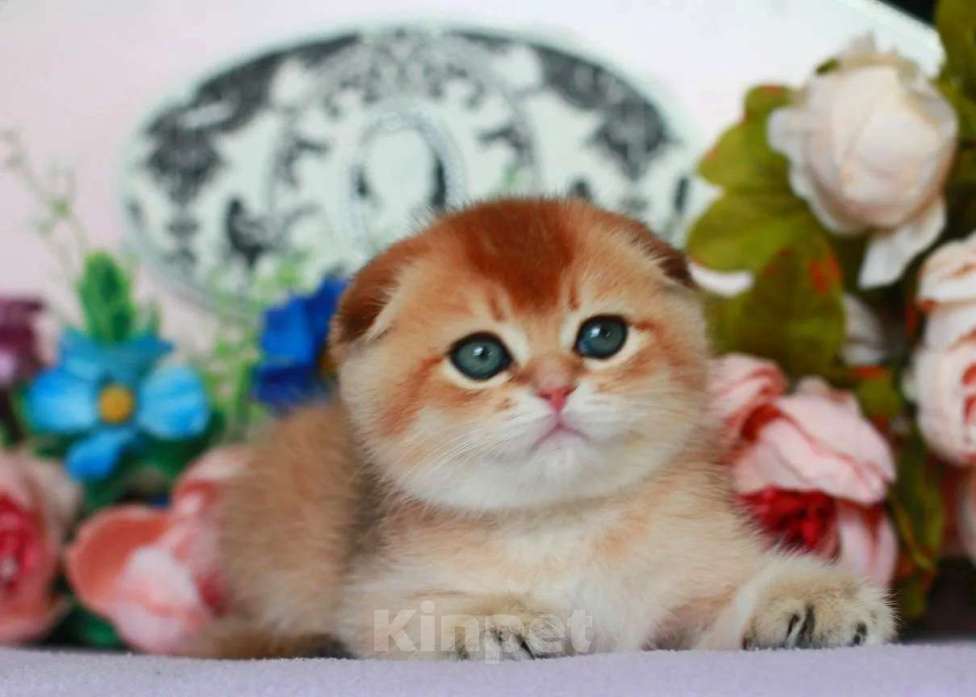 Кошки в Москве: Золотая шиншилла с документами  Девочка, 40 000 руб. - фото 10