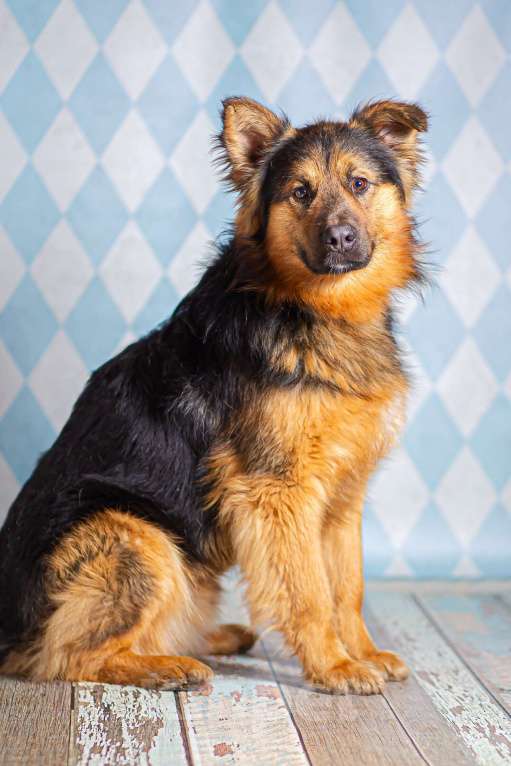 Собаки в Москве: Пушистый большой добряк Большой в добрые руки Мальчик, 1 руб. - фото 7