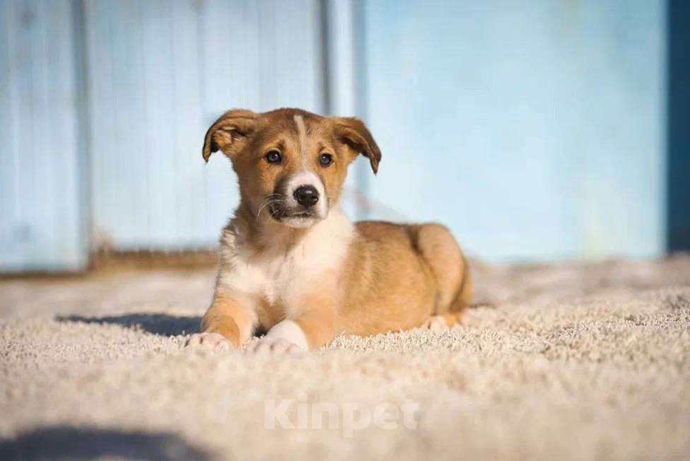 Собаки в Красногорске: Тарас Мальчик, Бесплатно - фото 1