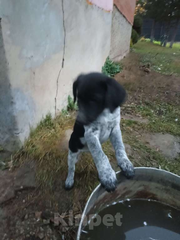 Собаки в других городах Московской области: Щенки дратхаара Девочка, Бесплатно - фото 3