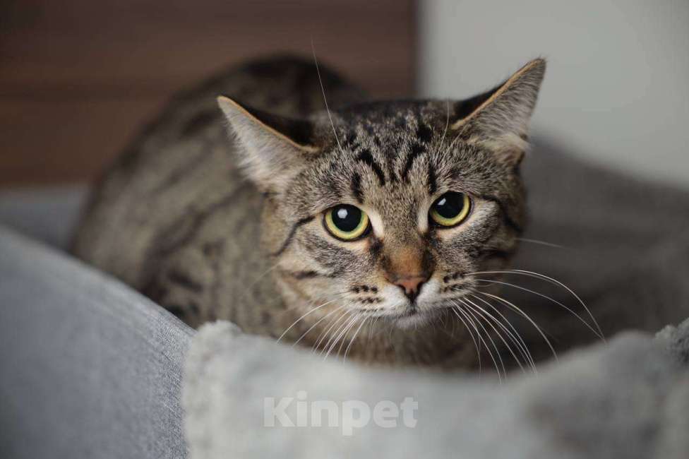 Кошки в Балашихе: Долорес Девочка, Бесплатно - фото 4